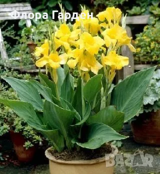 КАННА, КАЛА - Грудки/ ПРЕДВАРИТЕЛНИ поръчки, снимка 3 - Сортови семена и луковици - 49236562