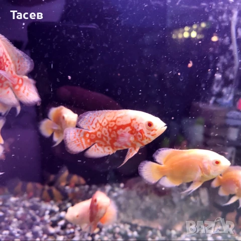 Албино оскари 7см, снимка 1