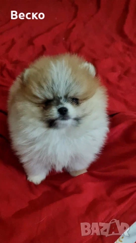 Померан мини мъжки , снимка 11 - Померан - 53647101