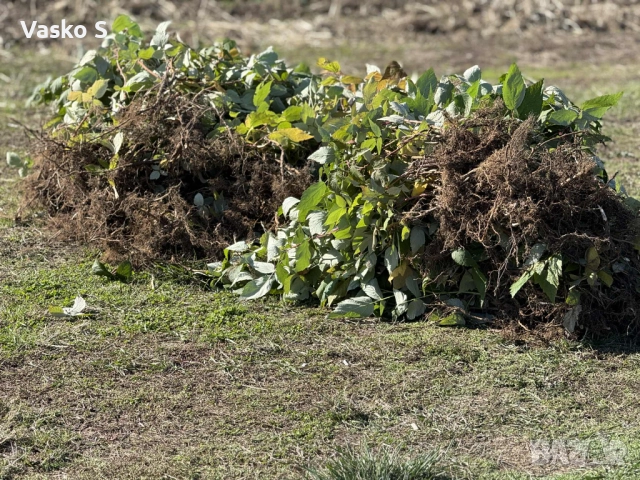 Здрови и качествени разсади 2025г, снимка 2 - Разсади - 52444842