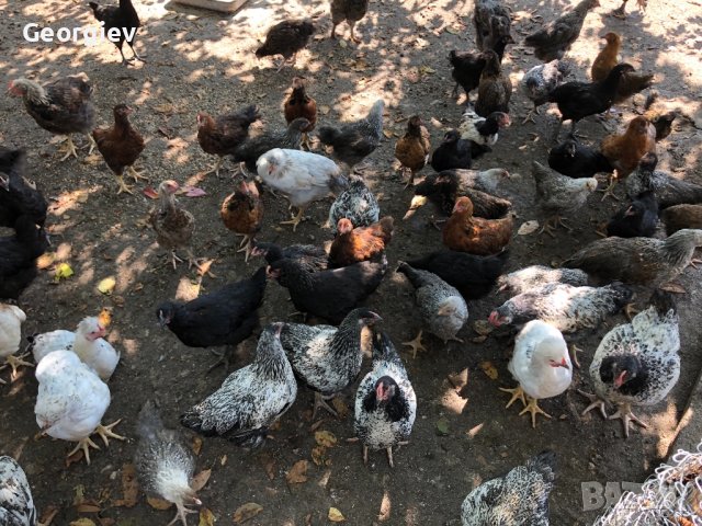 Големи КАТУНСКИ пилета, снимка 13 - Кокошки и пуйки - 41337228