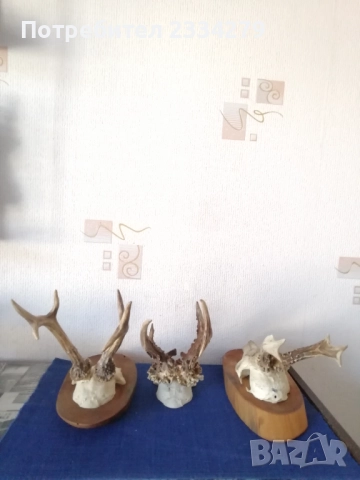 Рога от саръндаци и зъби от диво прасе, 70-80те години, снимка 5 - Колекции - 52583206