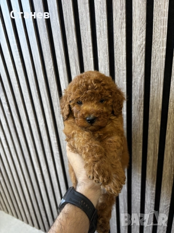 Мини Пудел Момчета / Mini Poodle Boys