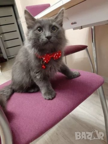 Каишка / Нашийник с панделка за малко куче и котка. Нашийникици за малки кучета и котки., снимка 7 - За кучета - 34353559