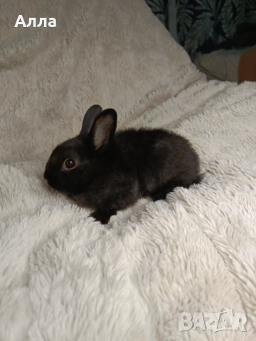 Холандско джуджета , декоративен заек, снимка 2 - Декоративни зайчета - 52933911