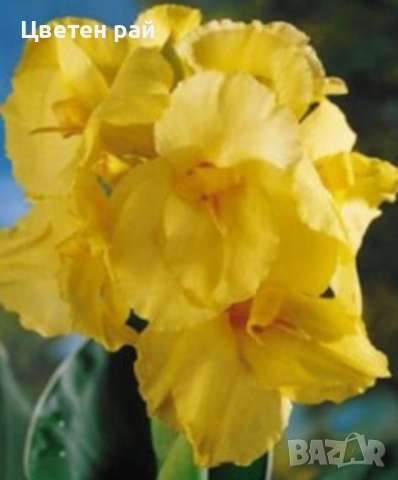 Три цвята канни с едри и гъсти цветове 