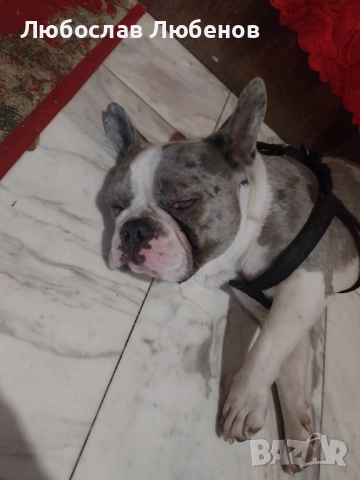 Френски булдог , снимка 3 - Френски булдог - 52905059