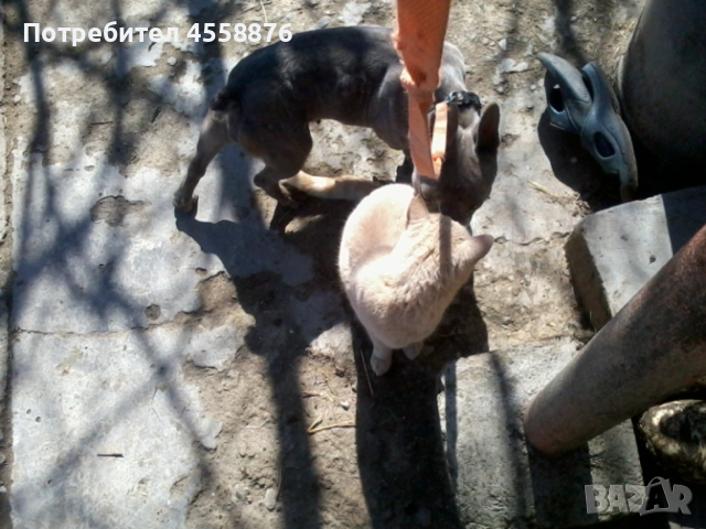 продавам френски булдог женски, снимка 11 - Френски булдог - 53394769