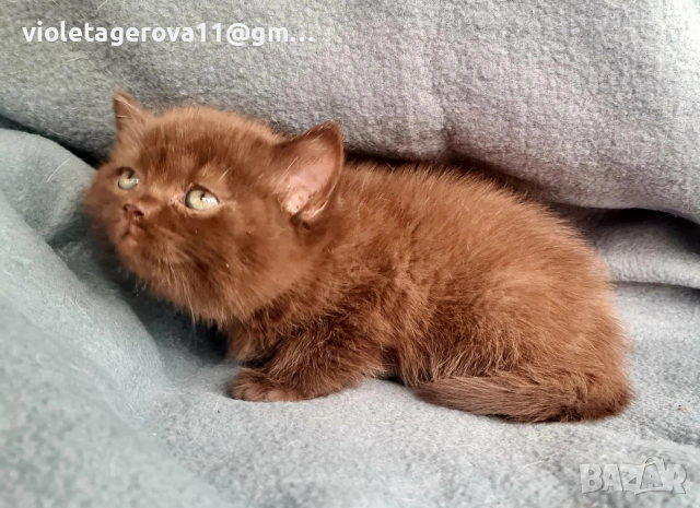 британски котки, снимка 14 - Британска късокосместа - 53479911