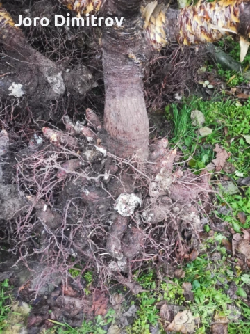 Палма юка външна студоустойчива, снимка 5 - Градински цветя и растения - 53031740