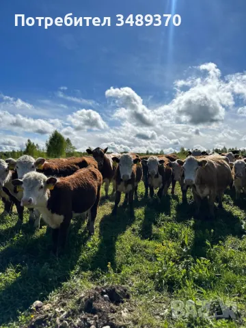 Търся съмишленици,съкооператори,акционери,инвеститори за създаване на промишлена ферма , снимка 16 - Продажба или споделяне на готов бизнес - 49588048