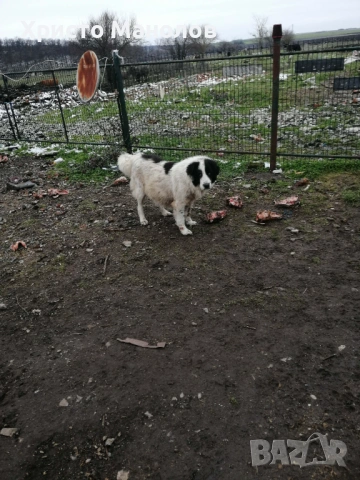 Каракачанско чубанско куче, снимка 10 - За кучета - 53652428