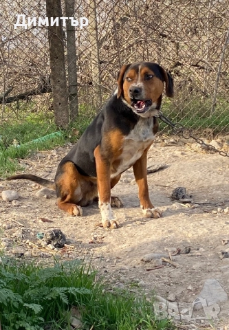 Трицветно гонче 