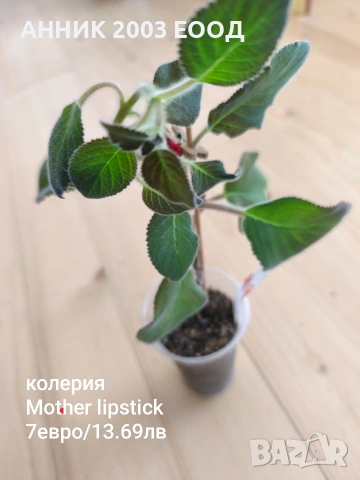 Сортови колерии, снимка 17 - Стайни растения - 53782439