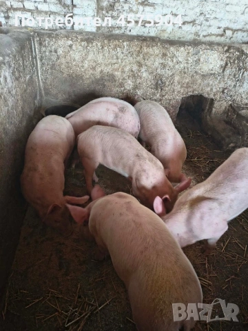 Малки прасенца 20-30 кг