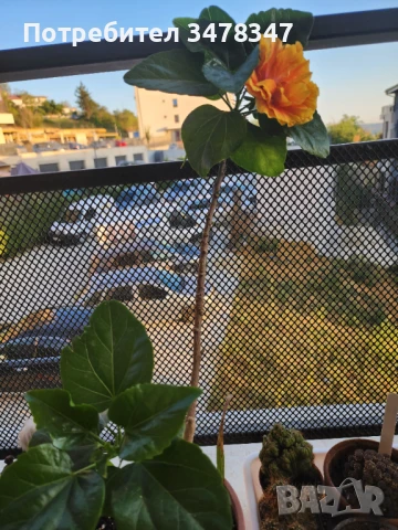 Стаен хибискус, снимка 3 - Стайни растения - 51020293