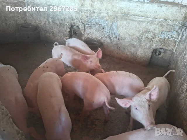 Продавам малки прасенца , снимка 5 - Прасета - 56329368