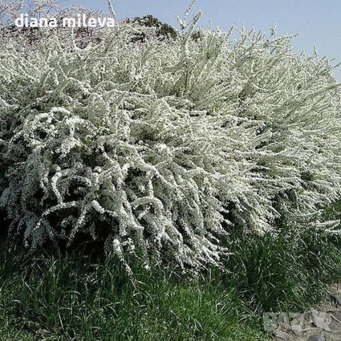 Спирея Тунберги, SPIRAEA THUNBERGII , снимка 2 - Градински цветя и растения - 39701494