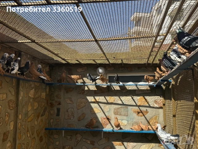 Гълаби неврени и лимонки, снимка 16 - Гълъби - 50813378