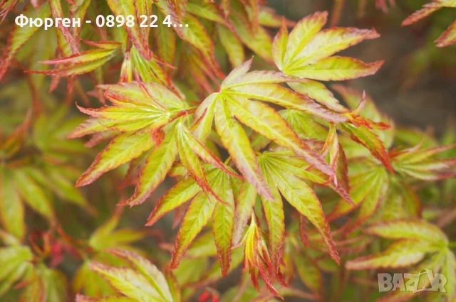 АЦЕР - Японски клен -   Налични 5 вида Студоустойчиви, снимка 6 - Разсади - 34223583