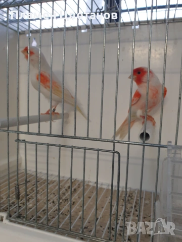 Канари2025г, снимка 3 - Канари - 52112712