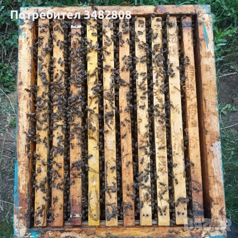 Пчелни семейства и пчелни отводки ДБ