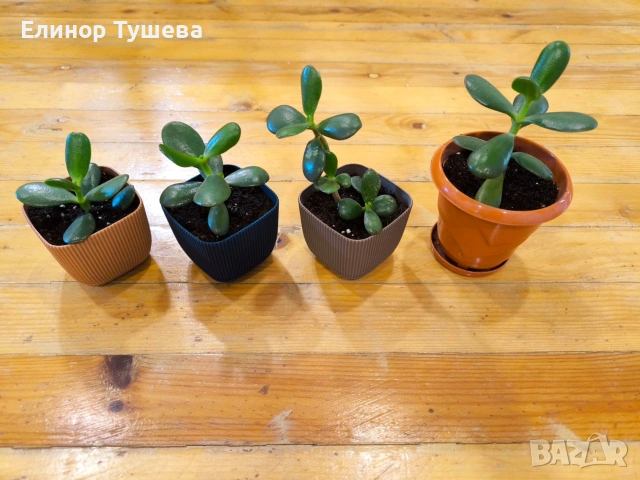 дърво на живота и гастерия , снимка 4 - Стайни растения - 53841000