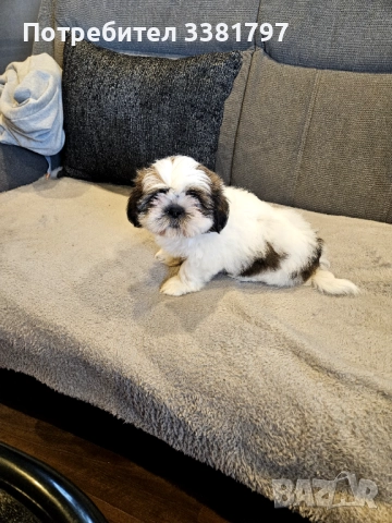 Продавам Ши тцу, снимка 1