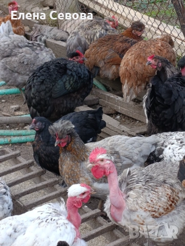 яйца за люпене от Съсекс и голошийки и качулати 