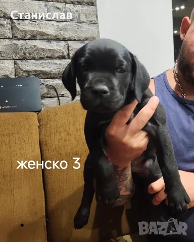 Кане Корсо кученца , снимка 8 - Кане корсо - 55892091