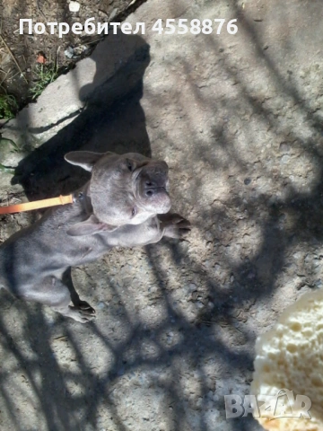 продавам френски булдог женски, снимка 10 - Френски булдог - 53394769