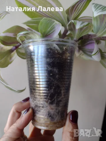 Традесканция, tradescantia albiflora Giant, снимка 3 - Стайни растения - 56304194