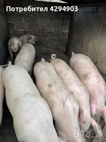 Продавам прасета, снимка 3 - Прасета - 52873270