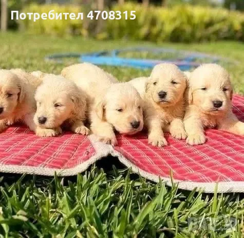 Голдън ретривър игриво момченце