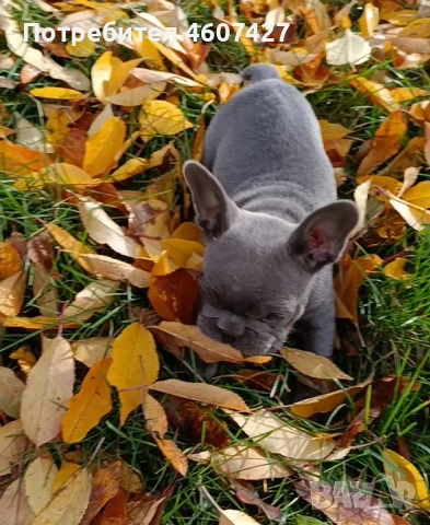 Френски булдог, снимка 2 - Френски булдог - 52350925