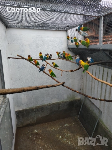 Маскови и фишерови неразделки, какарики