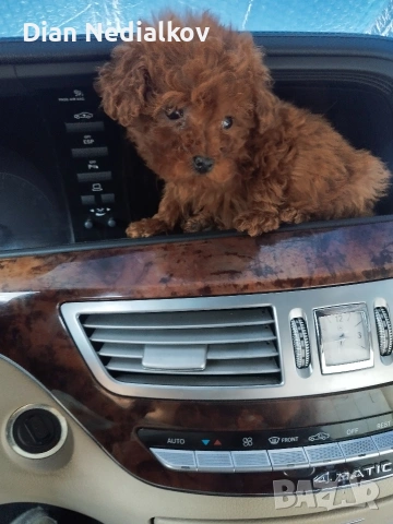 Пудел Tea Cup , снимка 8 - Пудели - 53707333