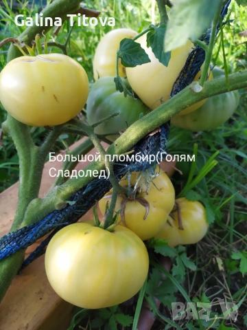 Продавам семена домати 55 сорта, снимка 16 - Сортови семена и луковици - 53097136