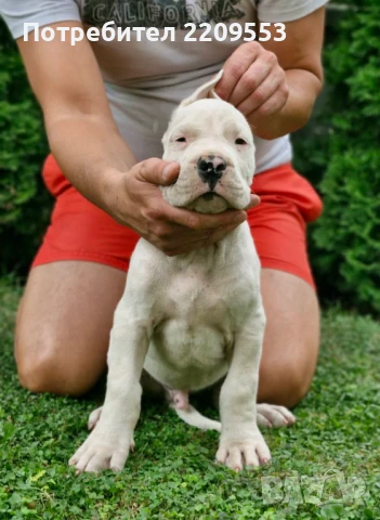 Дого Аржентино  , снимка 1