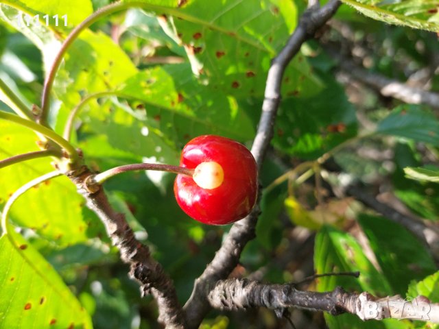 Череша уникат за колекционери и ценители , снимка 2 - Други ценни предмети - 41100414