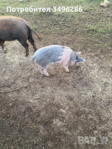 Продавам малки прасета, снимка 4 - Прасета - 51839195