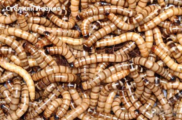 Хлебарки дубия, брашнени червеи, супербрашнен/кралски червей (морио), дрозофили, мокрици (изоподи), снимка 4 - Други - 49534577