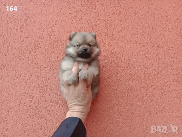 Мъжки Померани. Снимки от 18.02.26 г. 