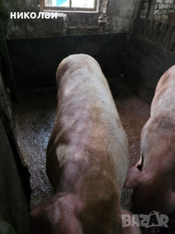 Продавам големи угоени прасета за коледа, снимка 6 - Прасета - 52070357
