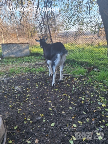 Продавам женско яре , порода бритиш алпин, снимка 7 - Кози - 53395101