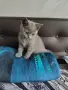 Британски късокосмести котета, снимка 7