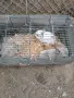 Продавам мини зайчета бебета, снимка 2