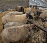 Овце от месодайни породи, снимка 10