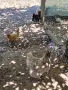 Кокошки носачки, снимка 2