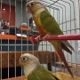 папагали пирура 3 бр 2025г, снимка 2